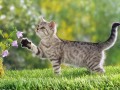 cat playing flowers
